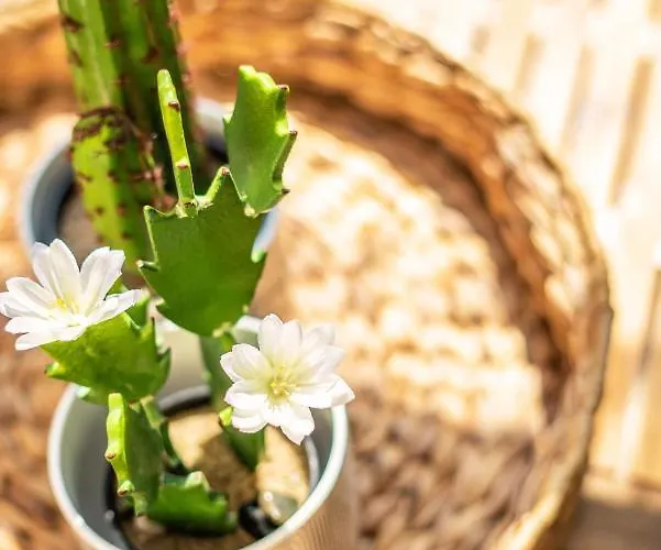 Adani 2* Tsoukaladhes